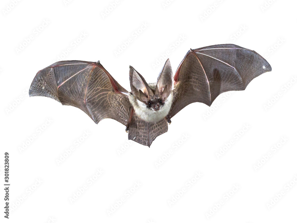 Flying Grey long eared bat isolated on white background - obrazy, fototapety, plakaty 