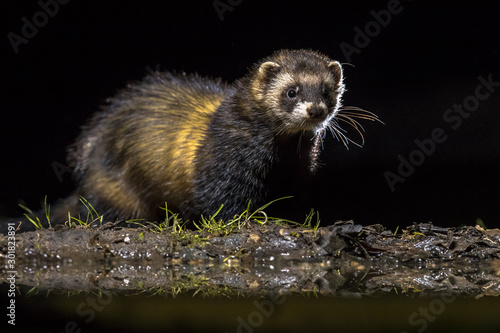 Billede på lærred European polecat in darkness