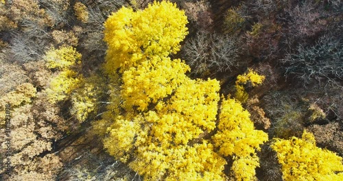Drone flight over autumn forest in Italy. Autumn leaves and trees. 