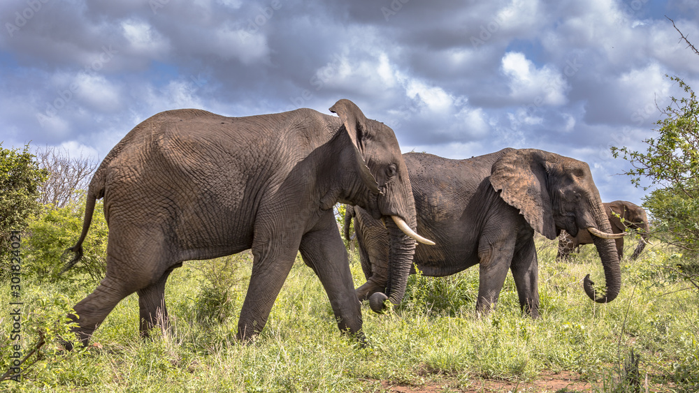 Fototapeta premium Three African Elephants walking