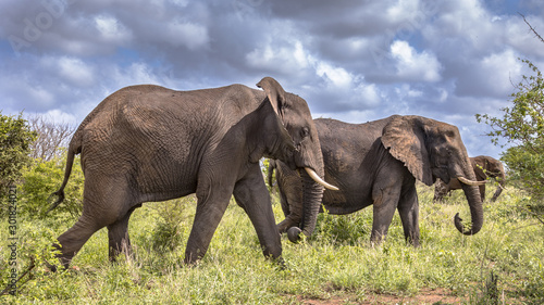 Three African Elephants walking