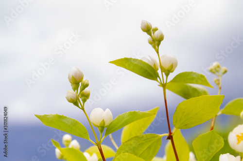White Jasmine flowers bloom in the garden in summer
