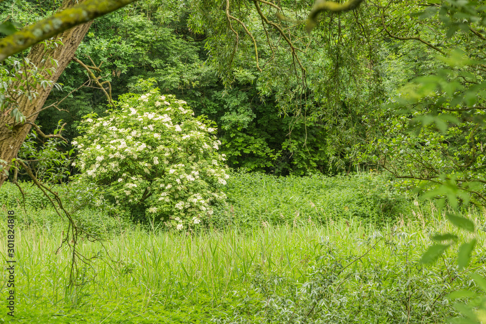 Solitary Elder Bush, Sambucus nigra, with white flowering flowers ...