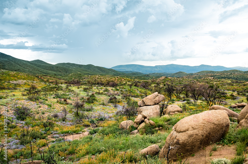 Obraz premium Arizona desert landscape with hills and flowers and cloudy sky