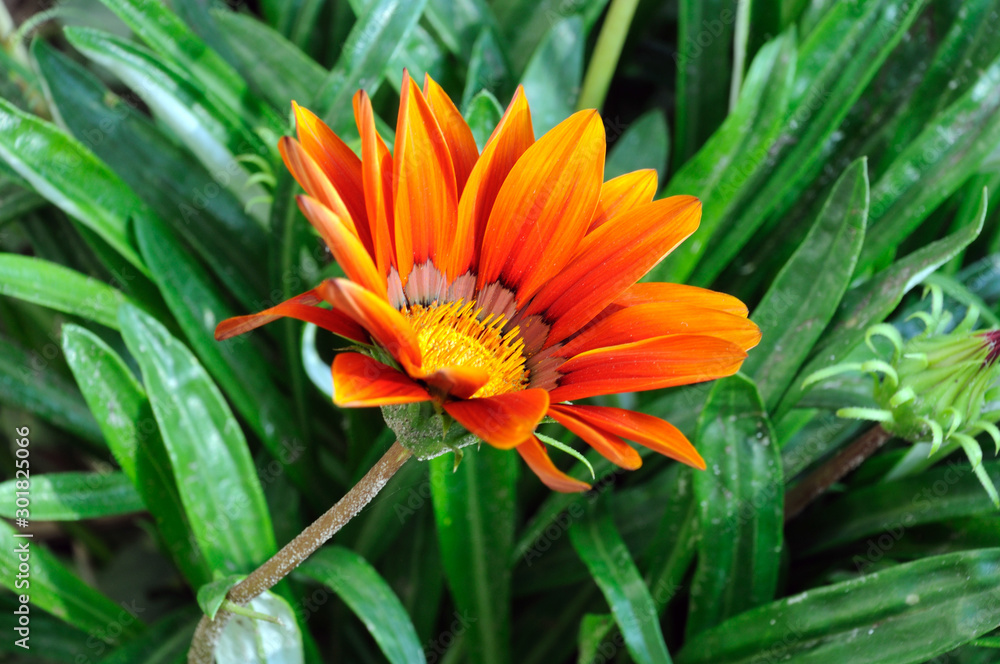 orange flower