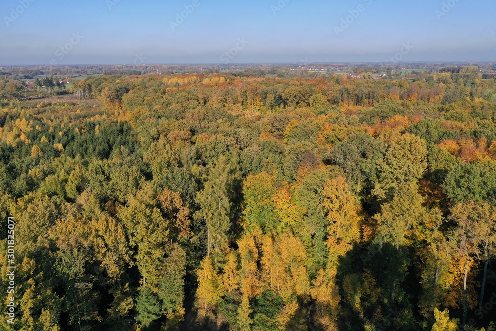 Autumn Forest