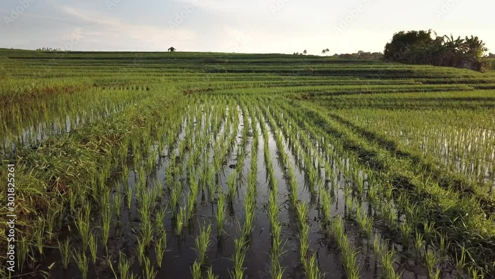 flying over rice terraces rice terraces bali rice cultivation flying over rice terraces rice terraces bali rice cultivation