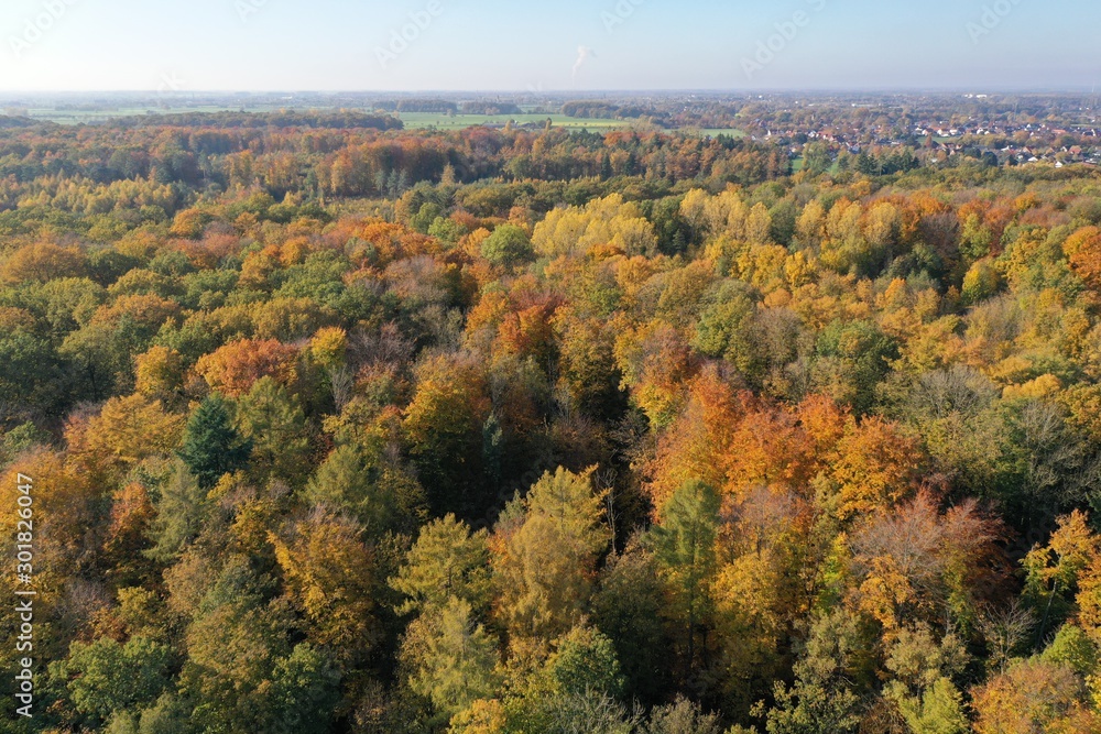 Autumn Forest Autumn Forest
