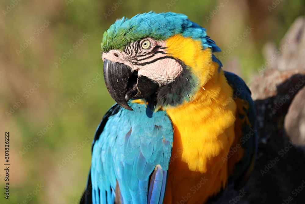 blue-and-yellow macaw (Ara ararauna) - Pantanal, Mato Grosso, Brazil