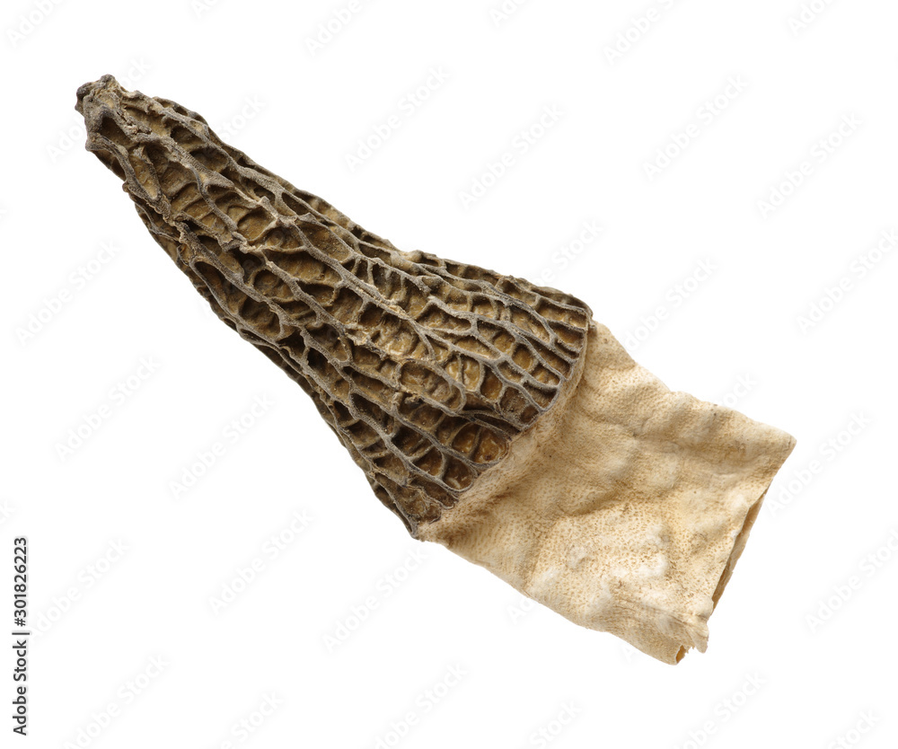 Fototapeta premium morel mushrooms on white background