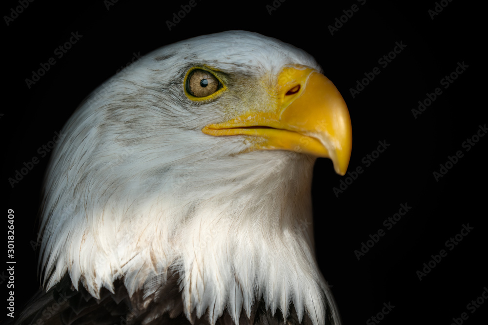 Portrait of a bald eagle (Haliaeetus leucocephalus) with an open beak isolated on black background Portrait of a bald eagle (Haliaeetus leucocephalus) with an open beak isolated on black background