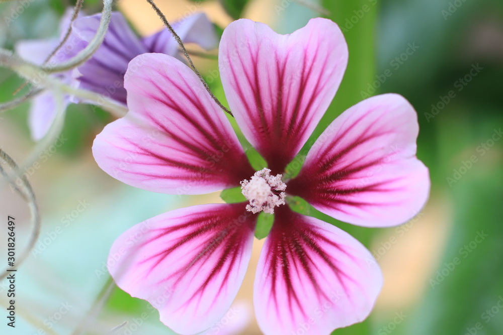 Fototapeta premium flor rosado 