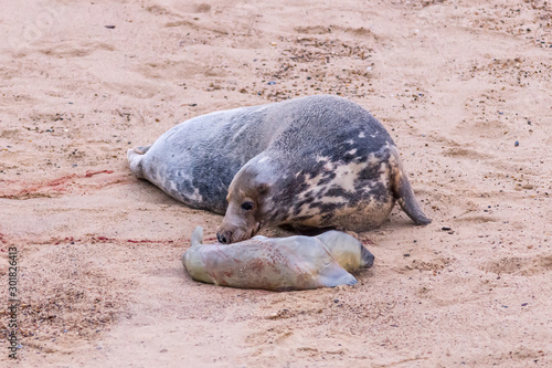 Photography Photo sequence of a grey seal giving birth on sandy beach, Horsey Beach, Norfolk
