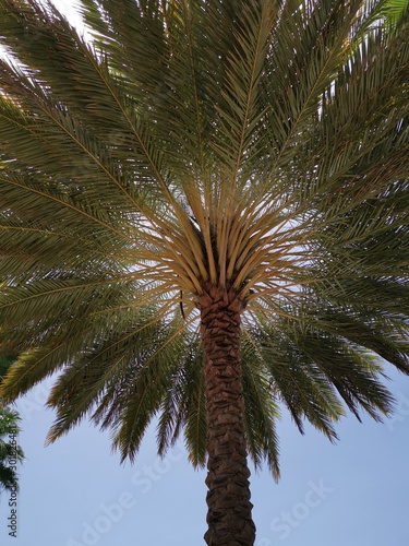 Palm Tree Cayman Island Caribbean