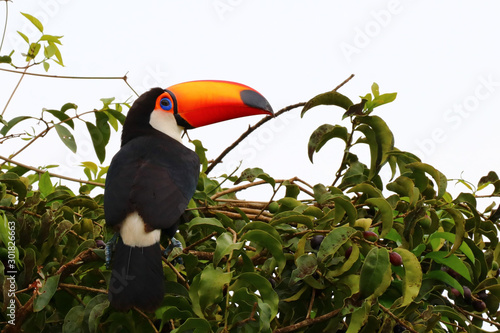 Toco Toucan (Ramphastos toco) - Pantanal, Mato Grosso, Brazil