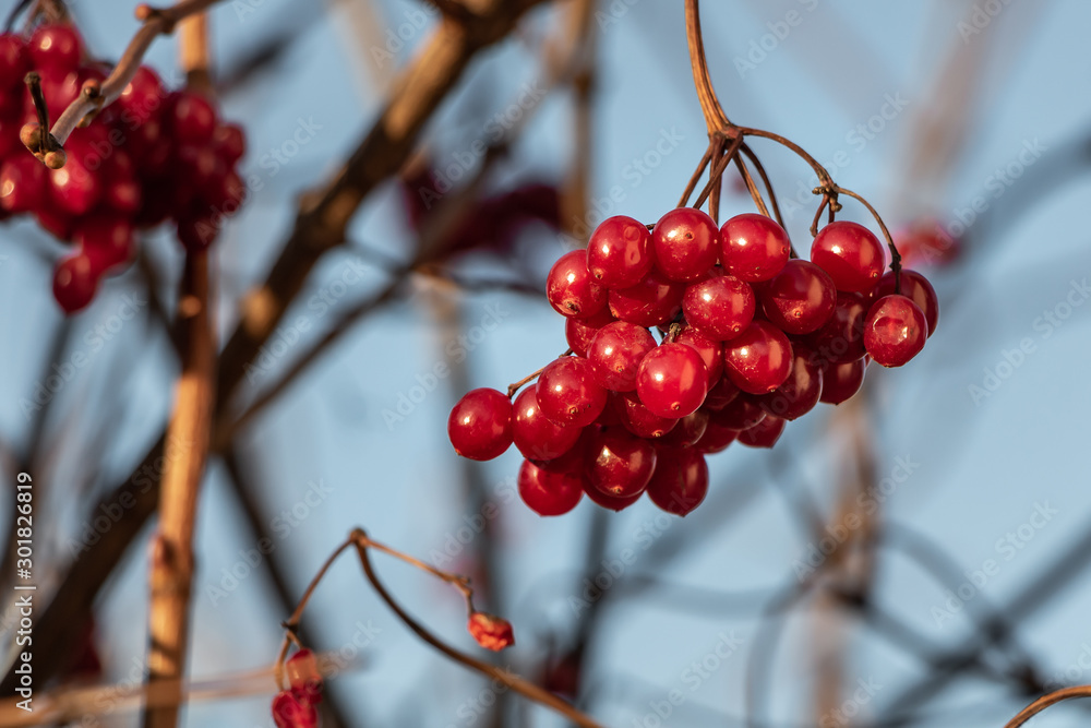 Bunch of bright red ripe viburnum berries is in a park in autumn Bunch of bright red ripe viburnum berries is in a park in autumn