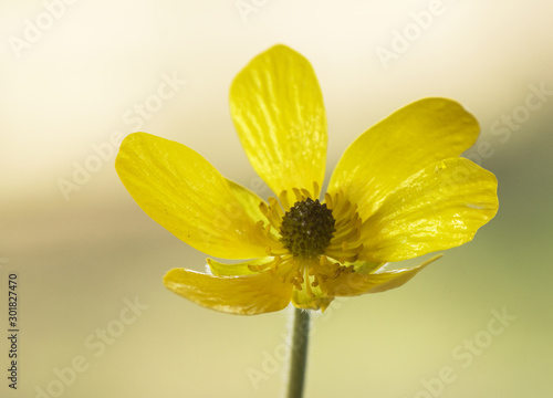 Ranunculus bullatus autumn buttercup yellow buttercup and autumnal flowering sometimes thousands of specimens filling the meadows photo