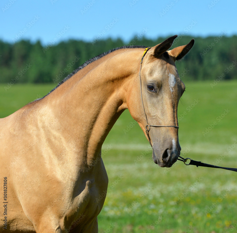 Fototapeta premium Golden buckskin Akhal Teke stallion in a show halter standing outside and looking into the distance. Portrait.