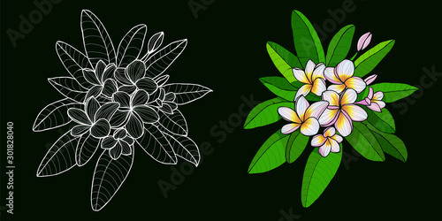 Set of Hand drawn exotic tropical flowers in contour style