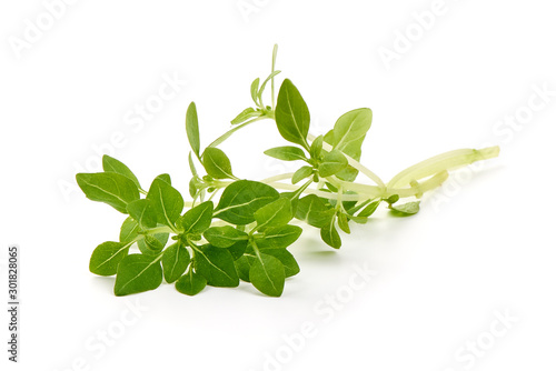 Fresh sweet marjoram herb  isolated on white background