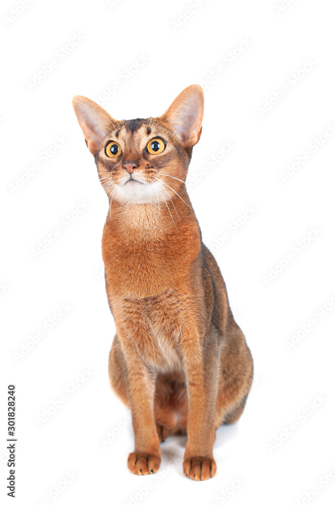 Beautiful abyssinian cat portrait isolated on white, cat is interestedly looking
