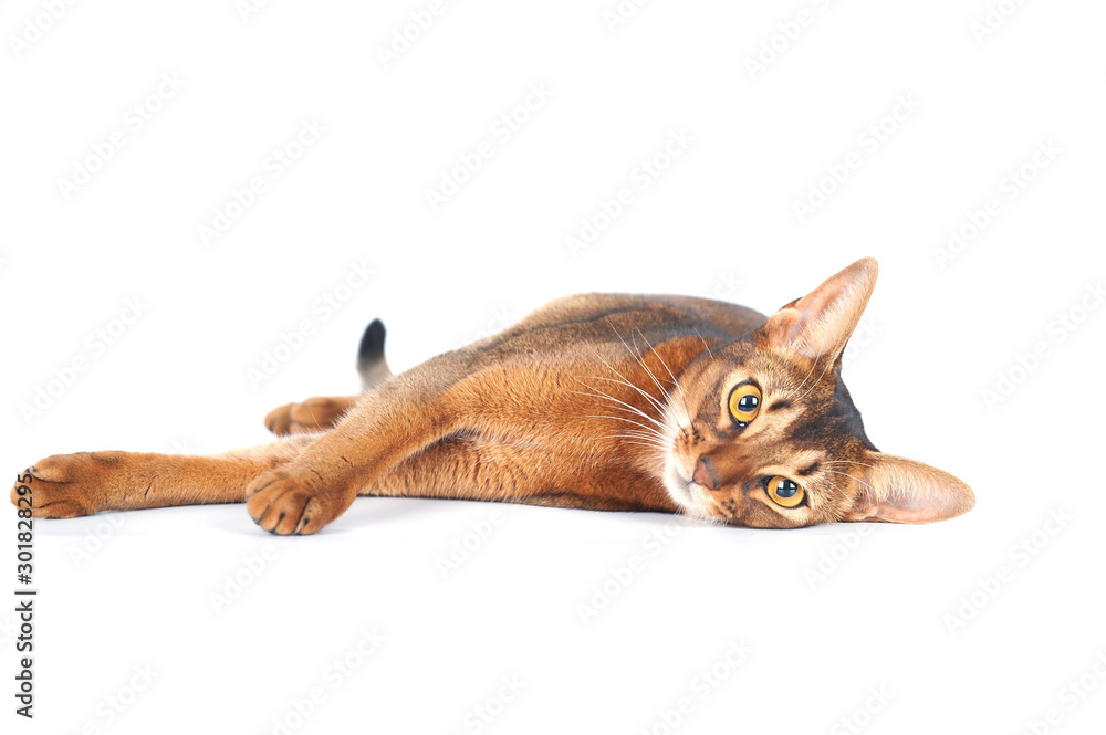 Αυτοκόλλητο Beautiful abyssinian cat portrait isolated on white, cat lies stretched out and