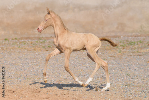 Cremello akhal teke breed foal running in gallop against old stone wall on the sandy ground outside in summer. Animal portrait in motion.