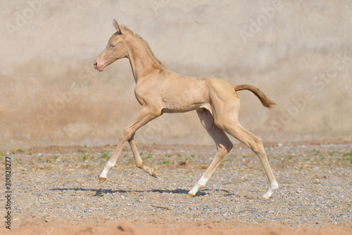 Cremello akhal teke breed foal running in gallop against old stone wall on the sandy ground outside in summer. Animal portrait in motion.
