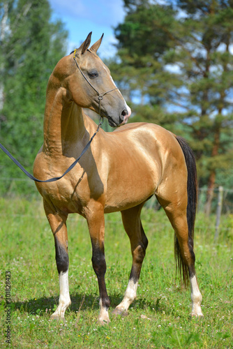 Golden buckskin Akhal Teke stallion in a show halter standing outside and looking into the distance. Portrait. © arthorse