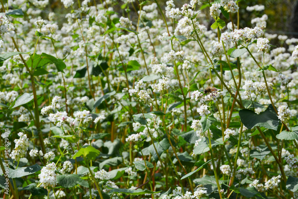 Field of white buckwheat flowers in autumn