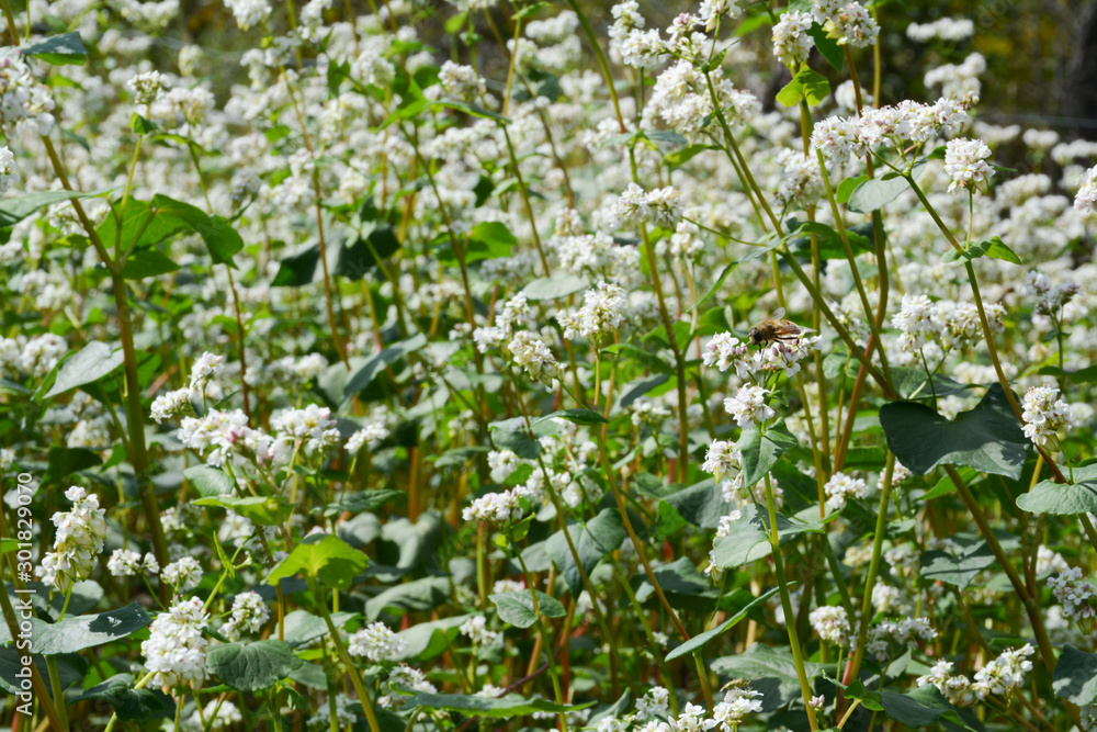 Field of white buckwheat flowers in autumn Field of white buckwheat flowers in autumn
