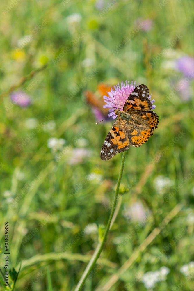 Butterfly on a flower in a field. Butterfly on flower. Butterfly On Grass Field With Warm Light. vertical photo Butterfly on a flower in a field. Butterfly on flower. Butterfly On Grass Field With Warm Light. vertical photo