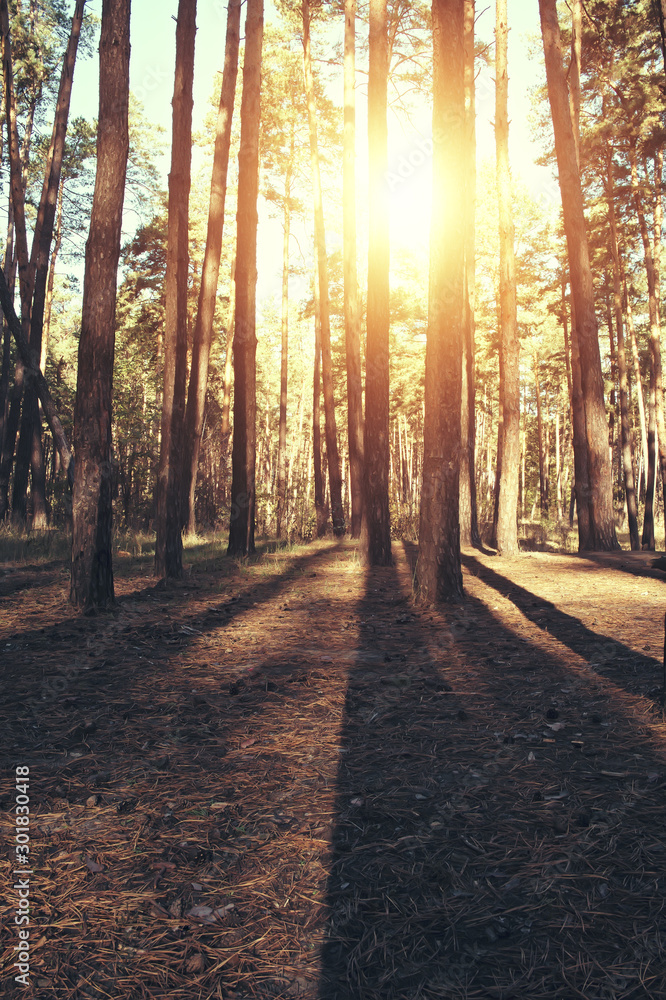 Obraz premium Autumn forest background, yellow leaves, leaf fall