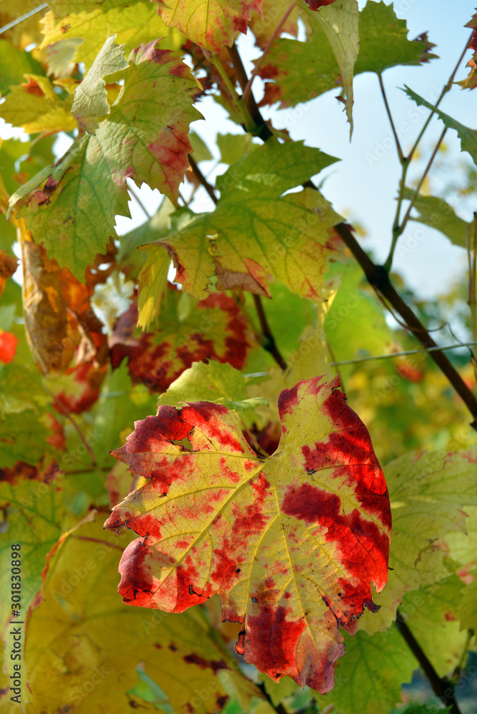 Colorful grapevine tree leaves