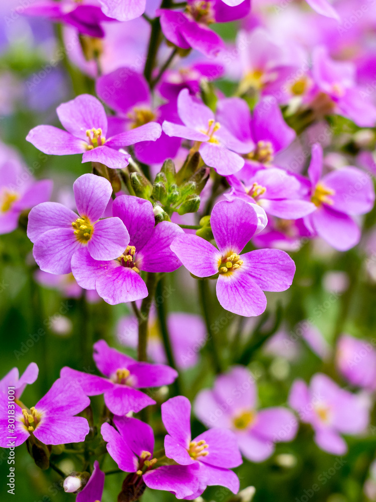 The flowers aubrieta on a green background. Vertical format_