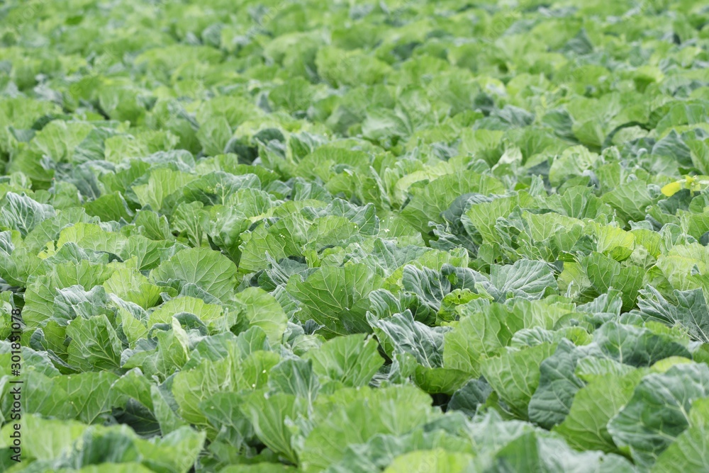 Cabbage Cultivation / Cabbage contains vitamin U (Cabagin) and is a vegetable that is effective in preventing stomach ulcers. Cabbage Cultivation / Cabbage contains vitamin U (Cabagin) and is a vegetable that is effective in preventing stomach ulcers.