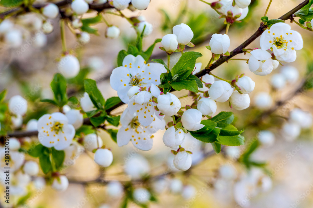 White delicate cherry flowers in the garden on the tree_