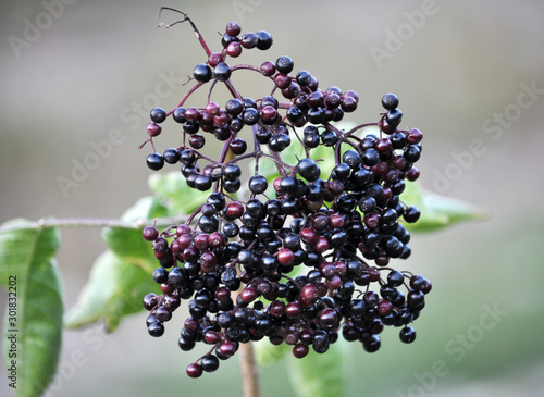 The elderberry ripens in nature