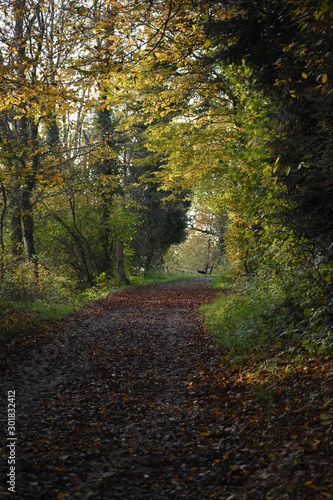Herbstlicher Waldweg © angela001