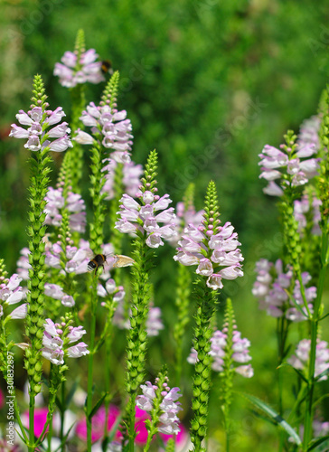  beautiful pink lupine flowers with a bee flying towards them