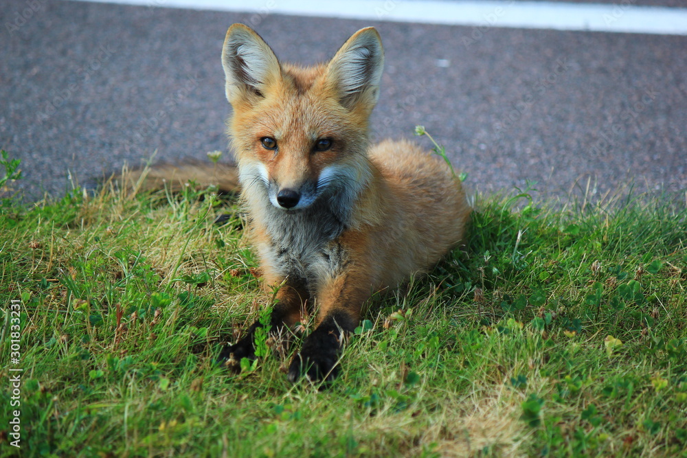 Fototapeta premium Fox