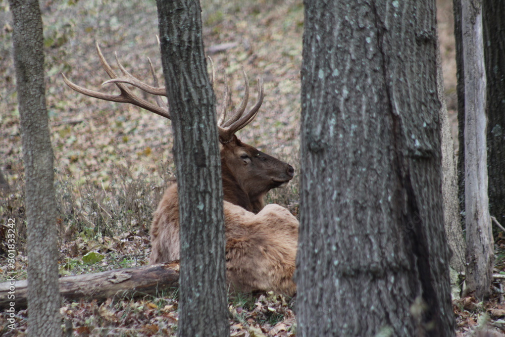 Large Male Elk 2019