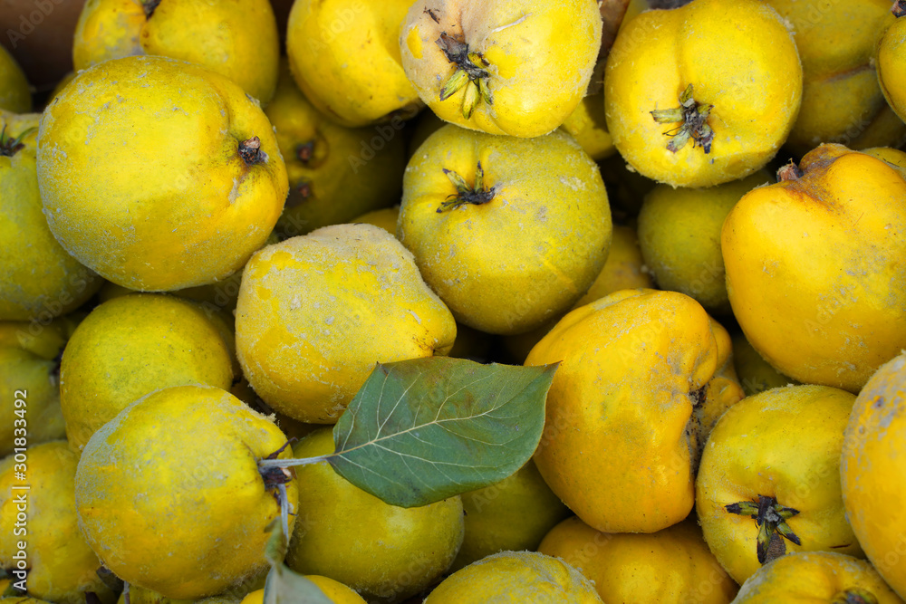 Yellow quinces fruits for sale in a market.