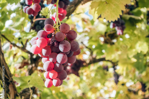 red wine grapes on the vine