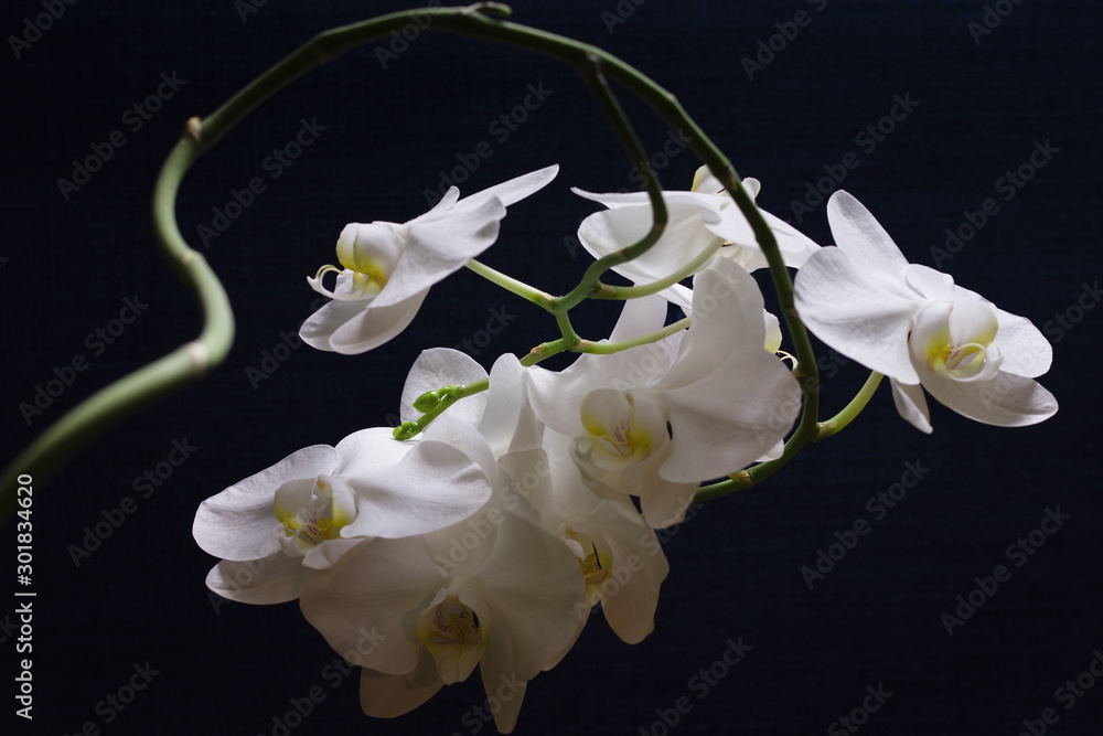biała orchidea na ciemnoniebieskim tle - obrazy, fototapety, plakaty 