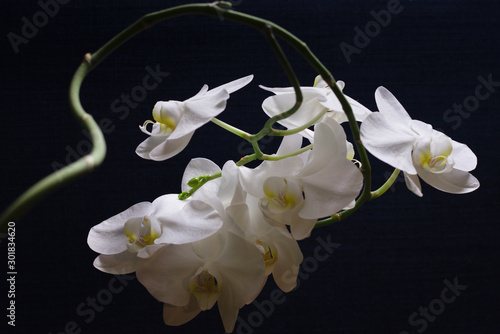 biała orchidea na ciemnoniebieskim tle