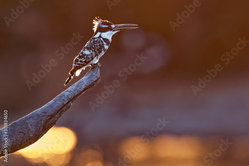 Pied Kingfisher - Ceryle rudis species of water black and white kingfisher widely distributed across Africa and Asia. Hunting fish. Sitting on the branch during sunset or sunrise
