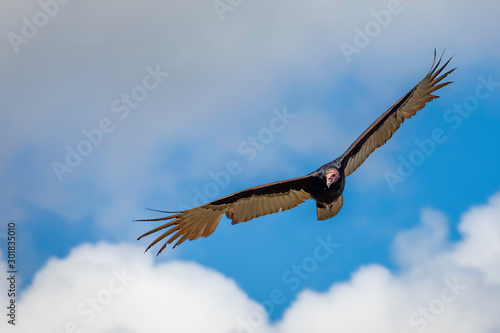 Turkey Vulture in flight. Turkey Vulture Cathartes aura  in flight  Dominican Republic.
