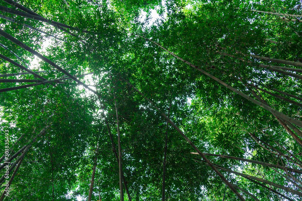 Obraz premium tree in forest