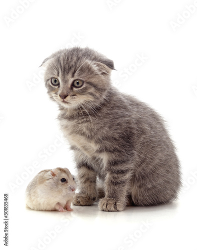 Kitten and hamster.